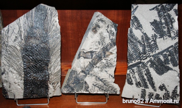 Asterophyllites, Pecopteris, carboniferous plants from Puertollano Spain, Omphalophloios Asterophyllites, Pecopteris, carboniferous plants from Puertollano Spain, Omphalophloios