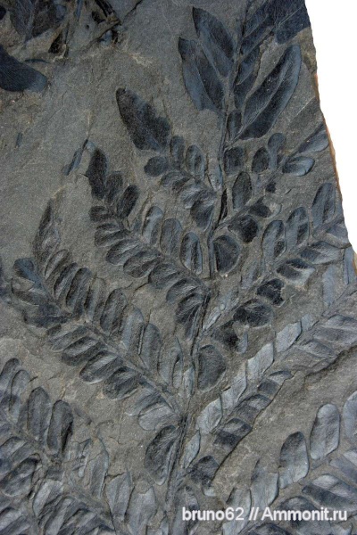 Neuropteris, carboniferous plants from Asturia