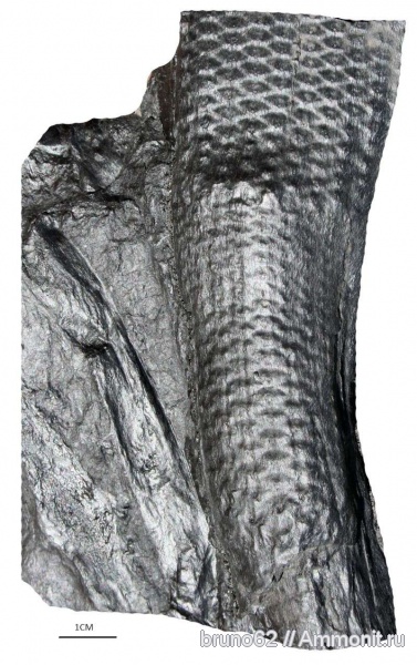 Sigillaria, carboniferous plants from Asturia