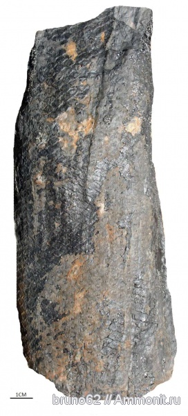 Sigillaria, carboniferous plants from Asturia