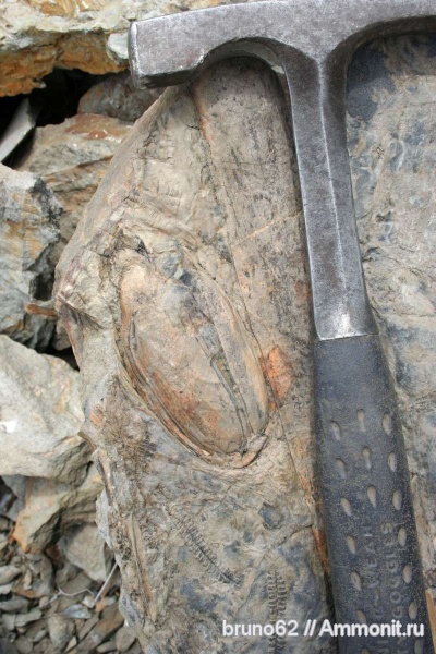 carboniferous plants from Asturia