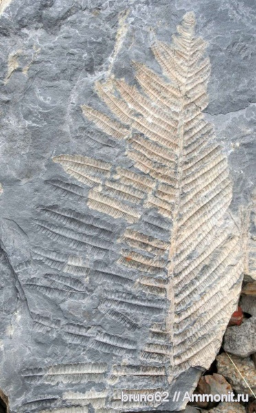Pecopteris, carboniferous plants from Asturia