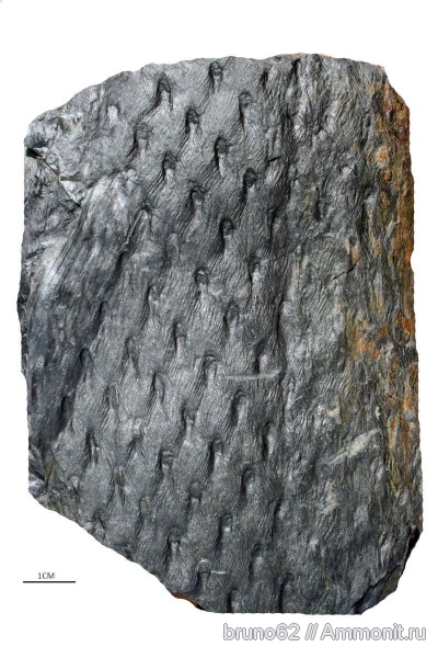 Asolanus, carboniferous plants from Asturia