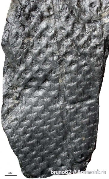 Asolanus, carboniferous plants from Asturia