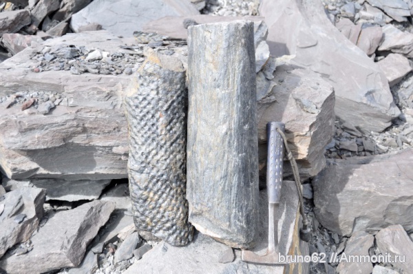 stigmaria, carboniferous plants from Asturia