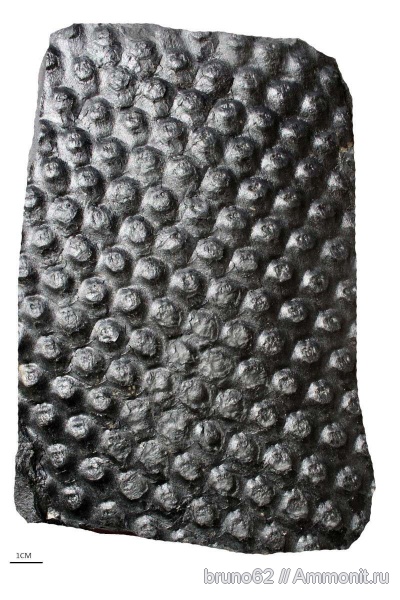 Sigillaria, carboniferous plants from Asturia