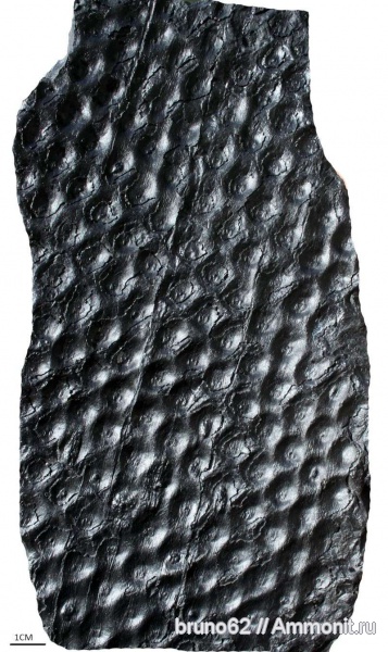 Sigillaria, carboniferous plants from Asturia