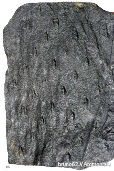 Asolanus, carboniferous plants from Asturia