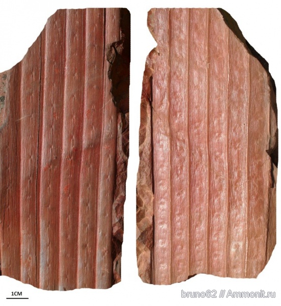 Carboniferous, Bolsovian, France, plants from Liévin aera