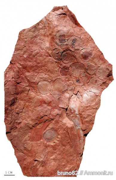 Carboniferous, Bolsovian, France, plants from Liévin aera