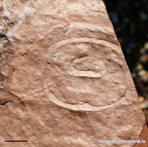 carboniferous plants from northern france