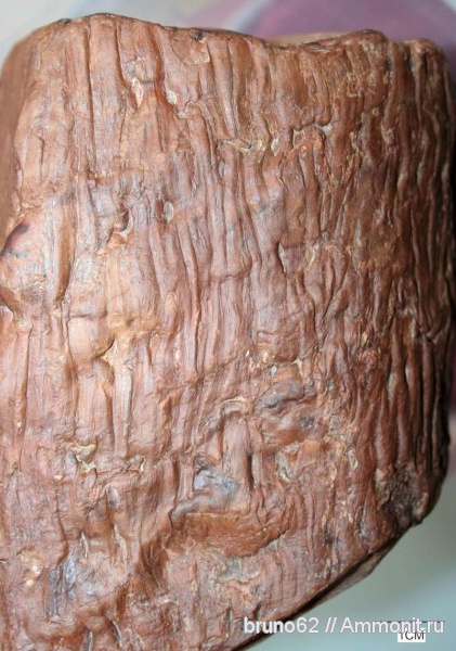 carboniferous plants from northern france