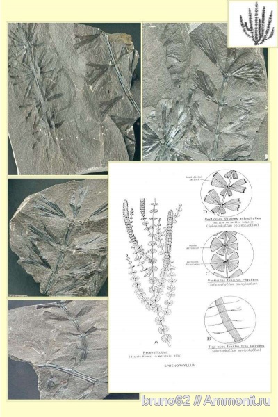 Sphenophyllum, carboniferous plants from northern france