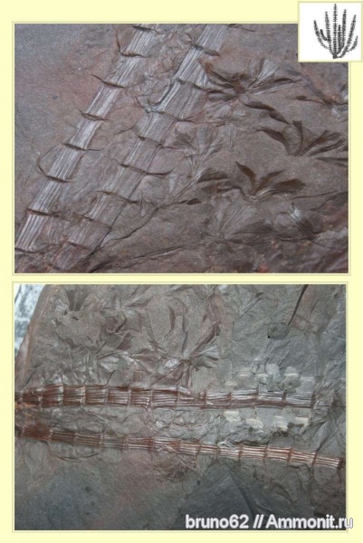 Sphenophyllum, carboniferous plants from northern france Sphenophyllum, carboniferous plants from northern france