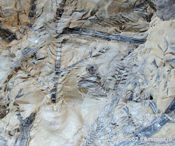 Sphenophyllum, carboniferous plants from northern france