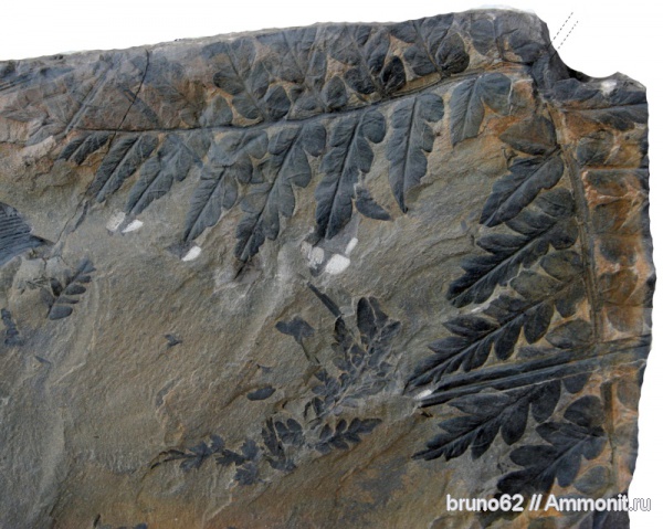 Mariopteris, carboniferous plants from northern france