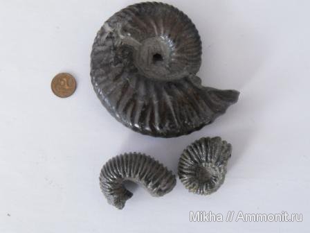 аммонит2