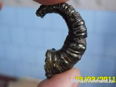 гетероморфные аммониты, heteromorph ammonites