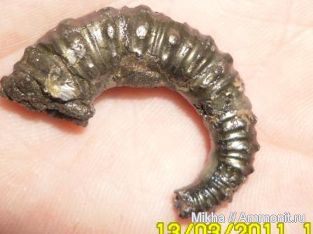 гетероморфные аммониты, heteromorph ammonites