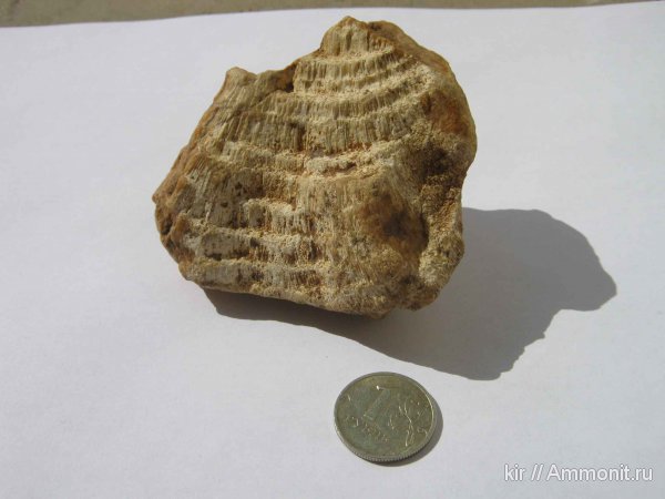 палеонтология, хететес, Chaetetes, Московская область