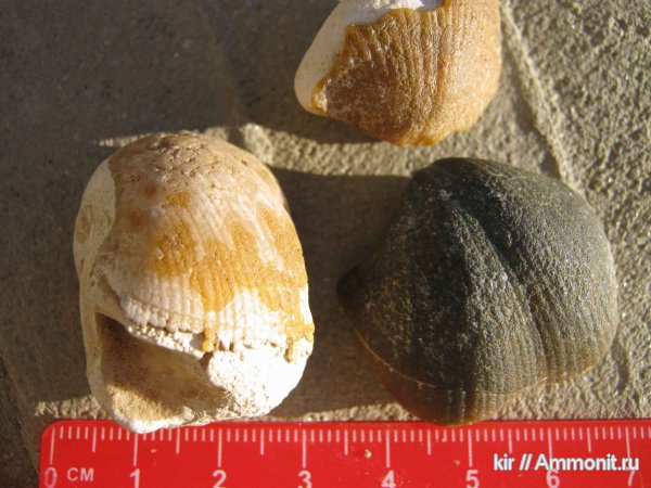 брахиоподы, карбон, Choristites