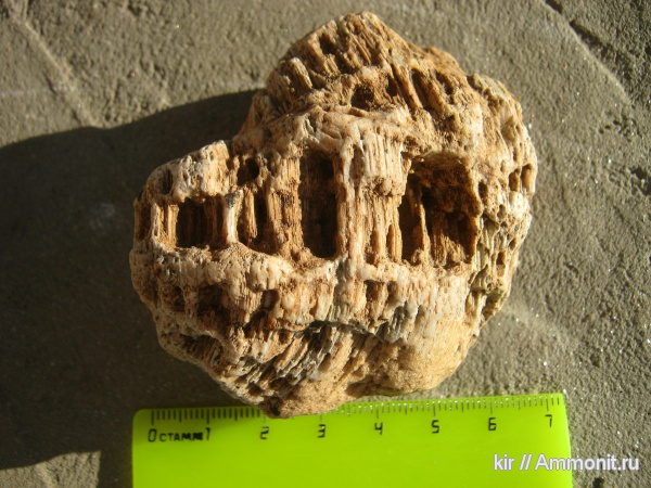 губки, хететес, Chaetetes