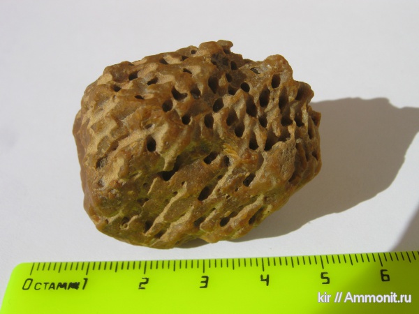 кораллы, кишечнополостные