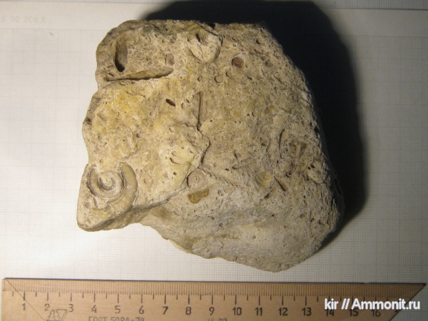 морские ежи, морские лилии, карбон, Euomphalus, палеозой