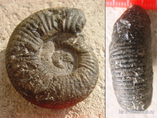 головоногие моллюски, мезозойская эра