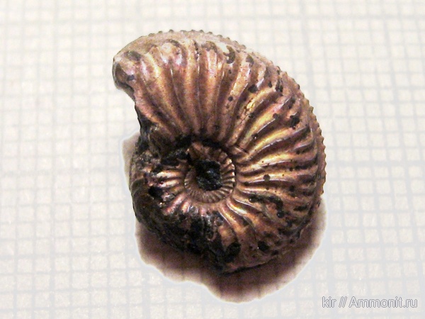 юрский период, головоногие моллюски, мезозойская эра, Jurassic