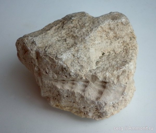 гастроподы, карбон, отпечатки