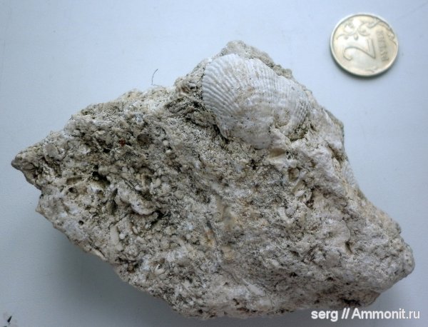 окаменелости, р. Волга, Fossils