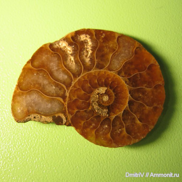 Мадагаскар, Cleoniceras