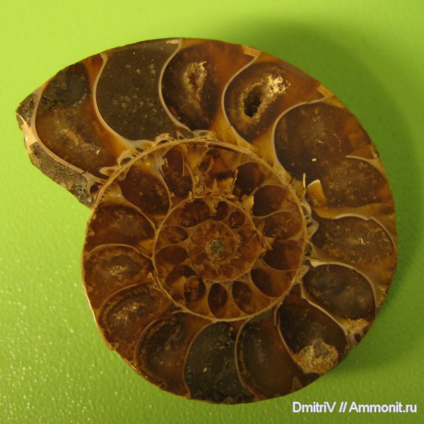 Мадагаскар, Cleoniceras