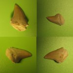 Зуб древней акулы Otodus с разных сторон