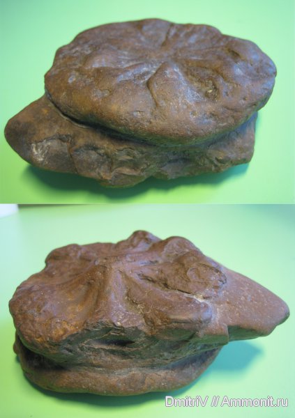 ихнофоссилии, ichnofossils