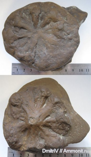 ихнофоссилии, Stelloglyphus