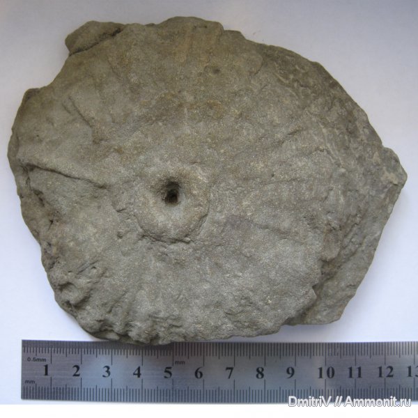 ихнофоссилии