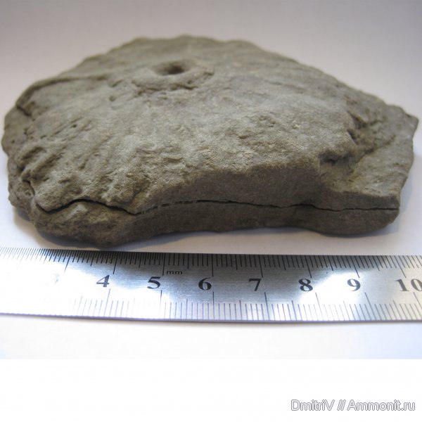 ихнофоссилии