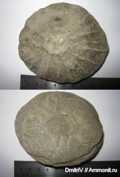 ихнофоссилии