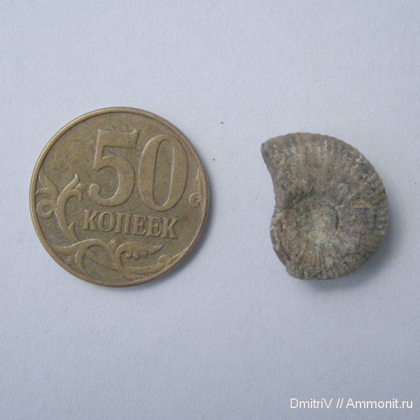 меловой период, мезозойская эра, Cretaceous