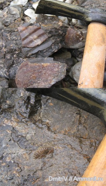 аммониты, меловой период, мезозойская эра, Ammonites, места находок, Cretaceous