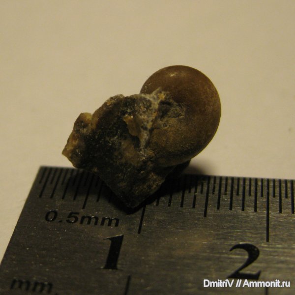 меловой период, мезозойская эра, лопастные линии, Cretaceous