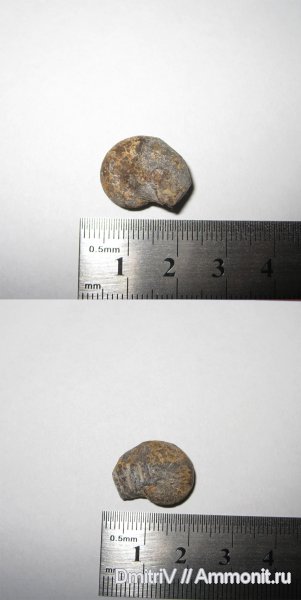 меловой период, мезозойская эра, Phylloceratidae, Cretaceous