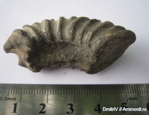 меловой период, мезозойская эра, Cretaceous