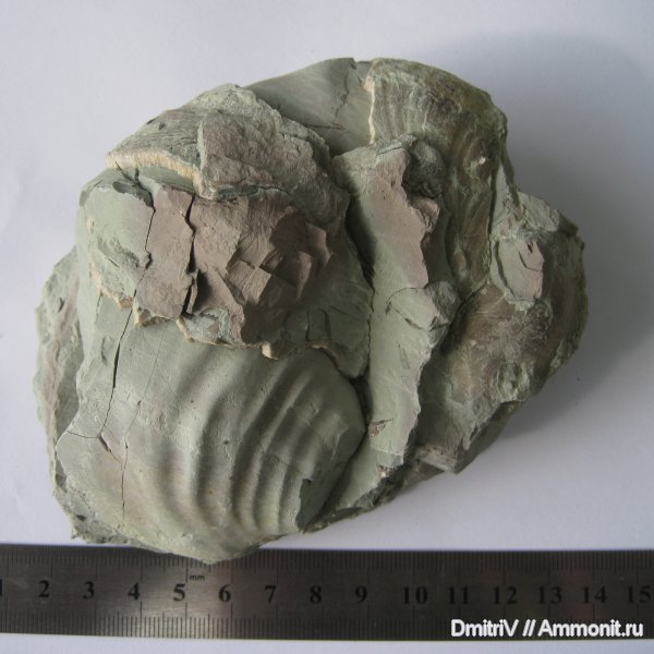 меловой период, двустворчатые моллюски, мезозойская эра, Inoceramus, Inoceramus cuvieri, Cretaceous