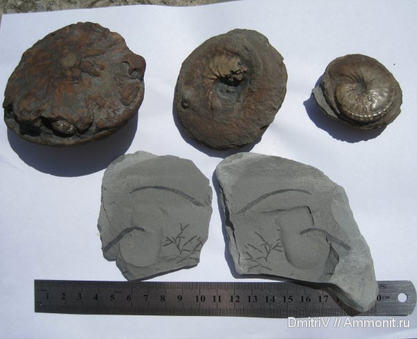 аммониты, мел, мезозойская эра, ?, ихнофоссилии, Ammonites, Stelloglyphus, Chondrites, Cretaceous