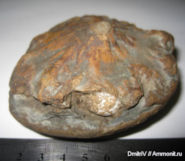 ихнофоссилии, Stelloglyphus