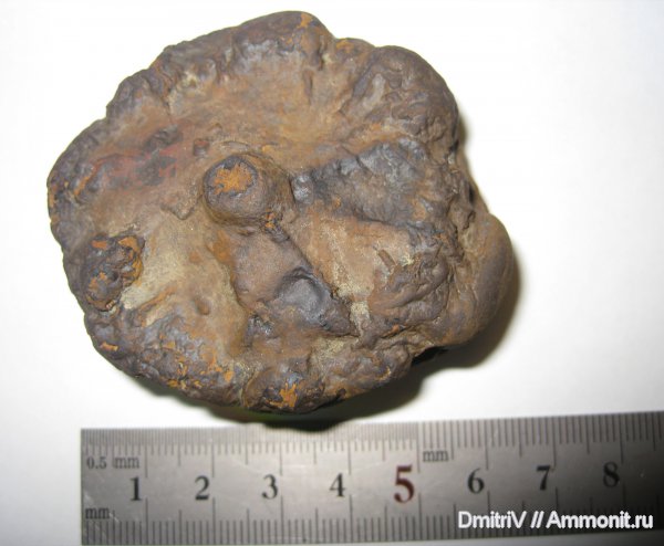 ихнофоссилии, Stelloglyphus