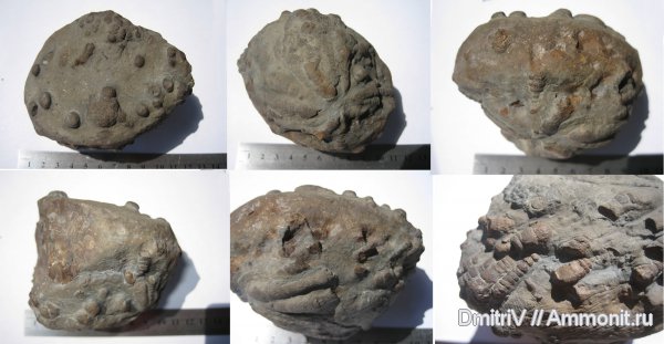 ихнофоссилии